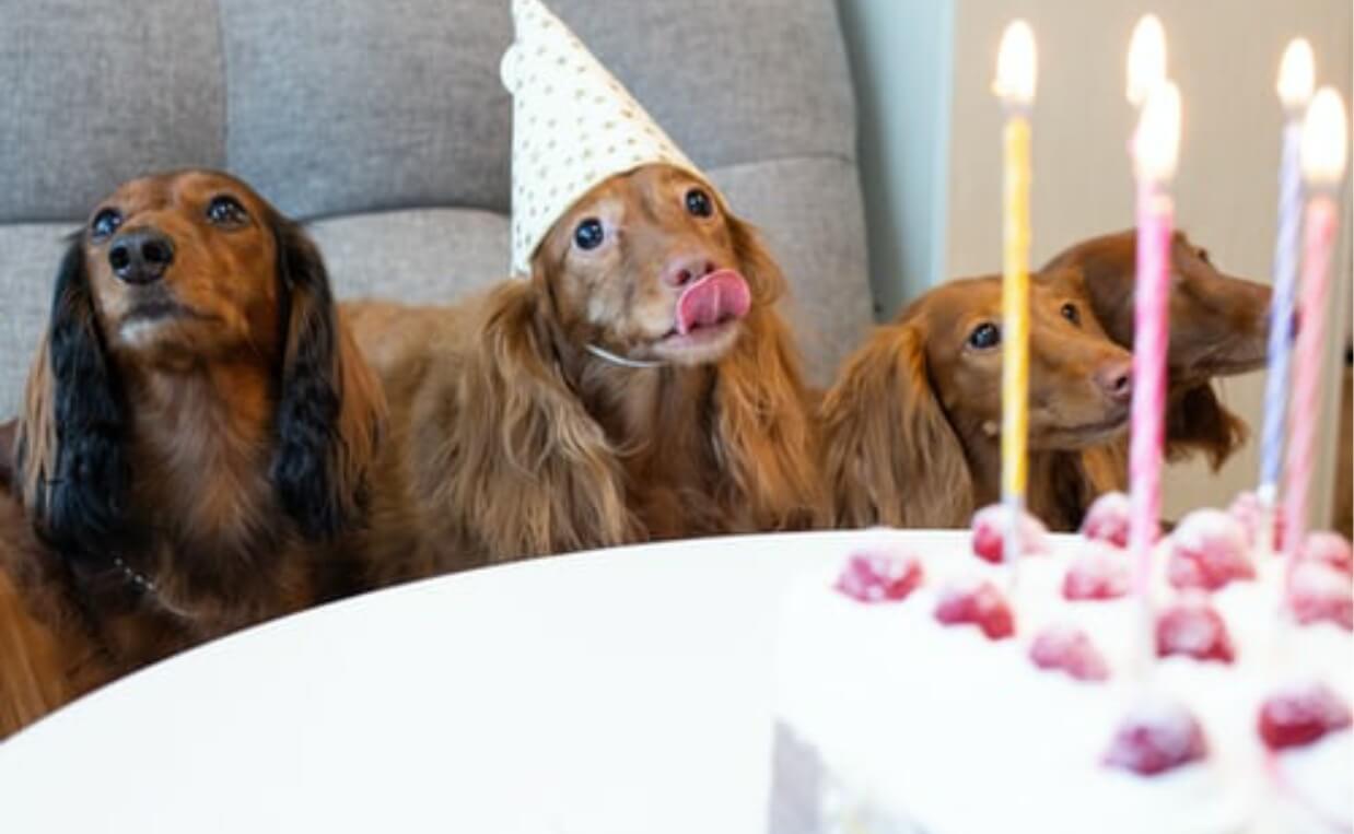 irish red setters at a party