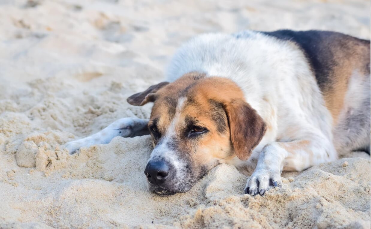 sick beagle in sand