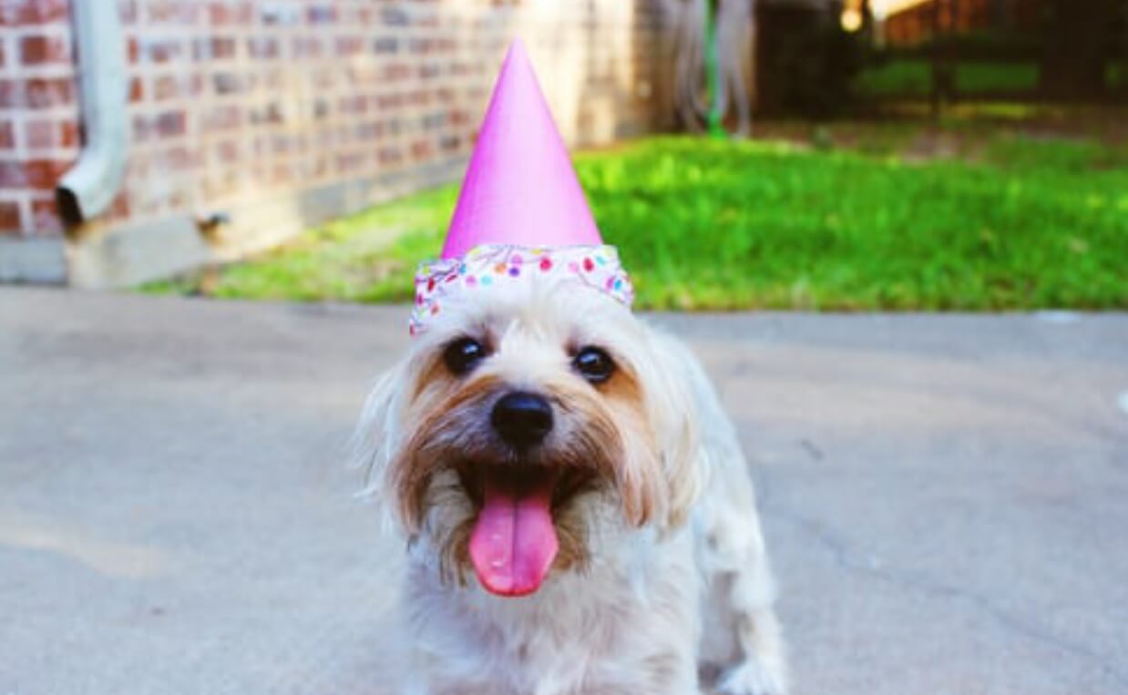 small dog in party hat