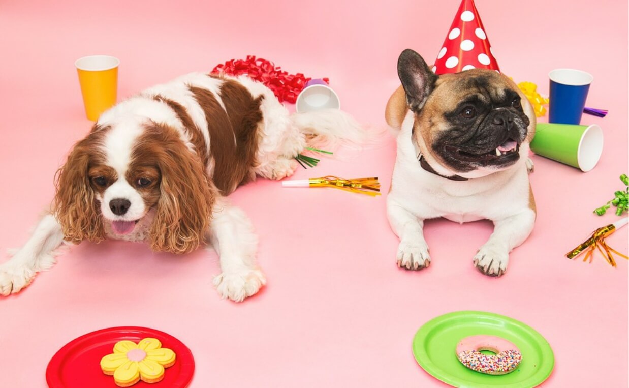 two dogs at a party