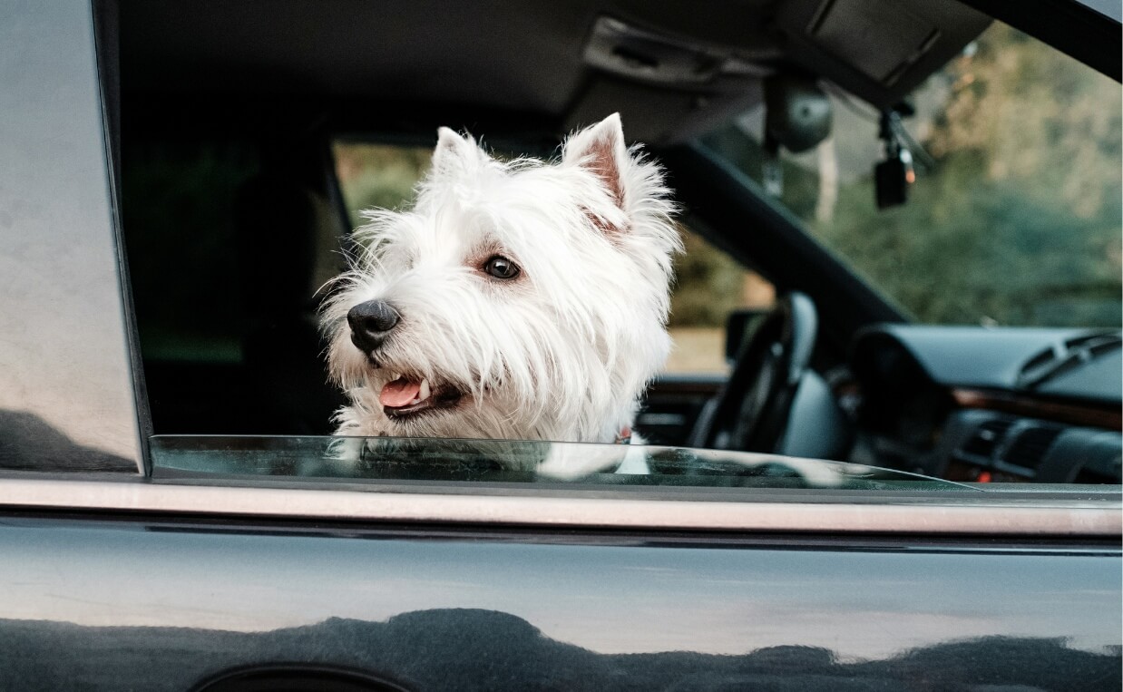 west highland white terrier waiting in car