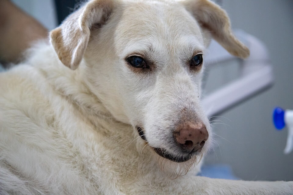 yellow lab sick