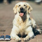 Does Your Dog Need Shoes for Paw Protection