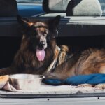 How to Prevent and Treat Motion Sickness in Dogs