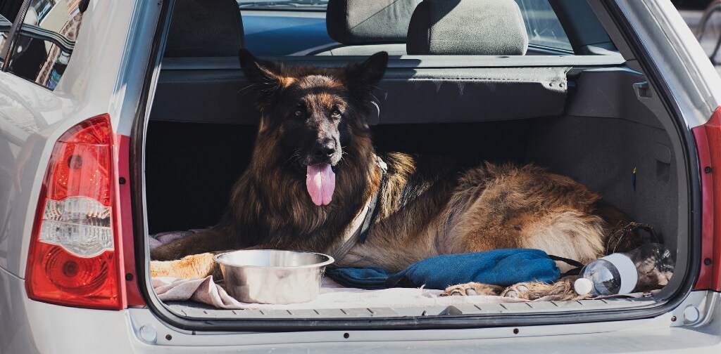 Blog Post Feature Image MOTION SICKNESS Canine Campus Dog Daycare