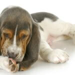 Why Dogs Excessively Lick Their Paws and How to Help