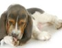 Why Dogs Excessively Lick Their Paws and How to Help