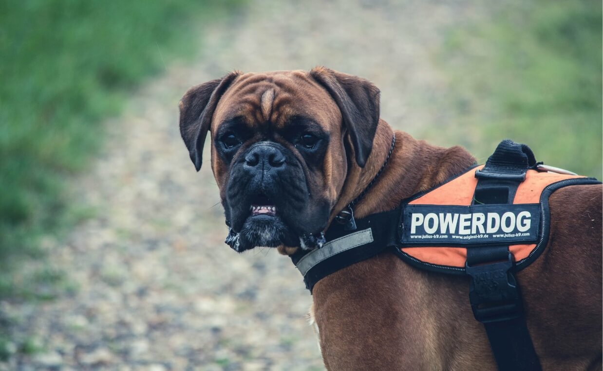  BOXER SERVICE DOG