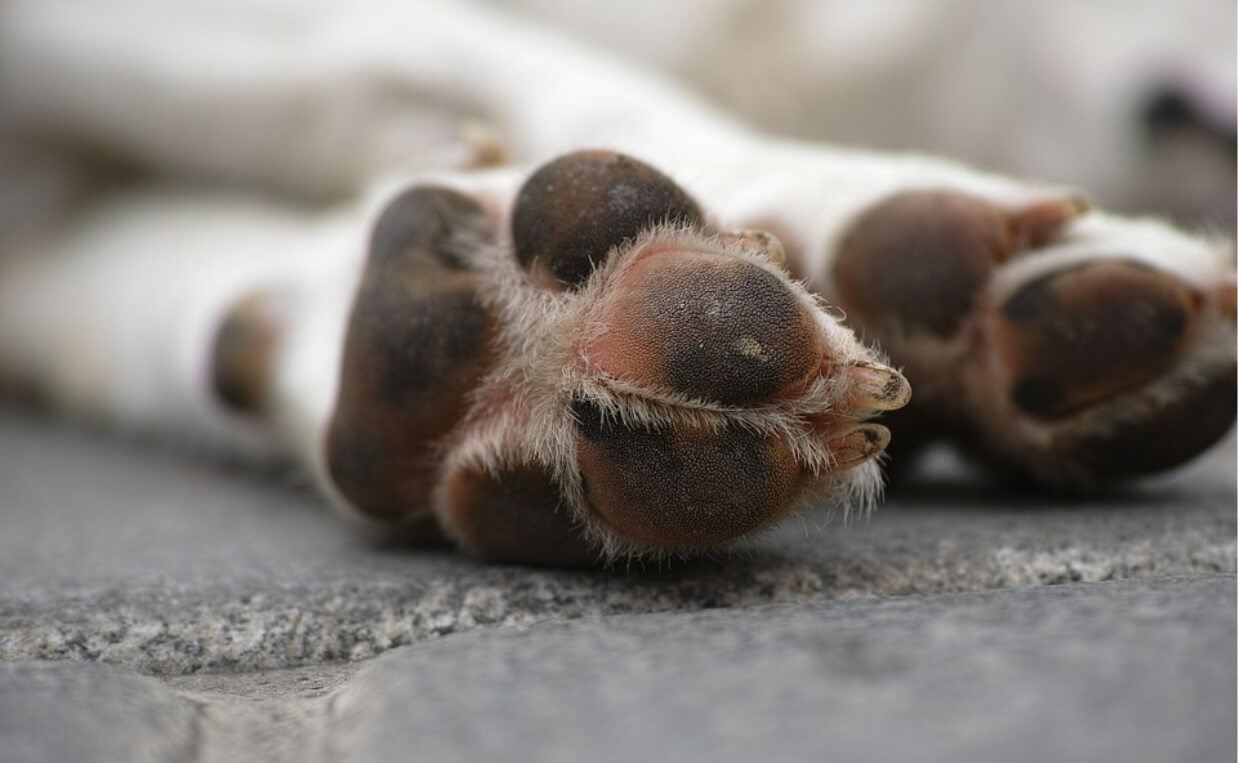 CLOSE UP DOG PAW