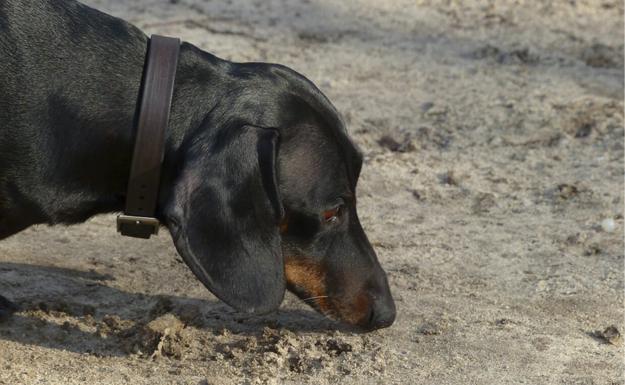 DAUSCHUND SNIFFING SAND