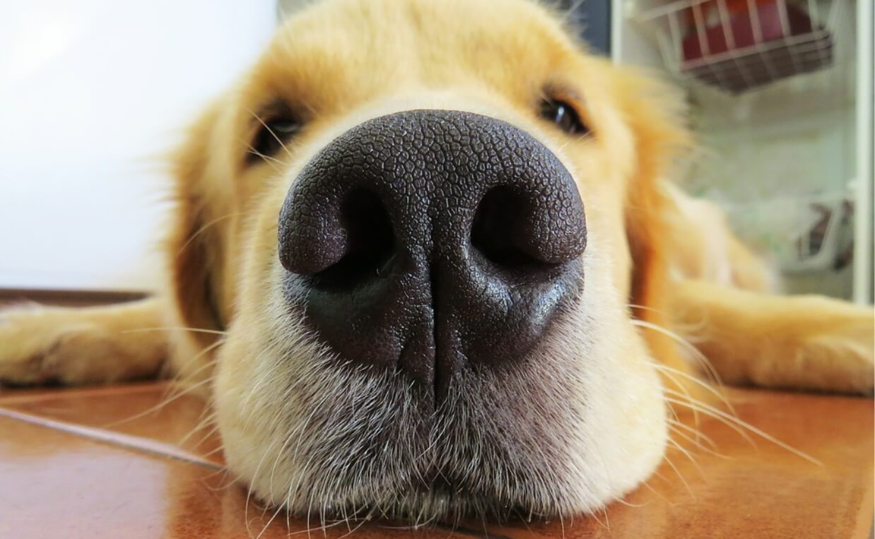 DOG NOSE CLOSE UP