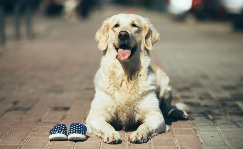 Does Your Dog Need Shoes for Paw Protection? - Canine Campus Dog ...
