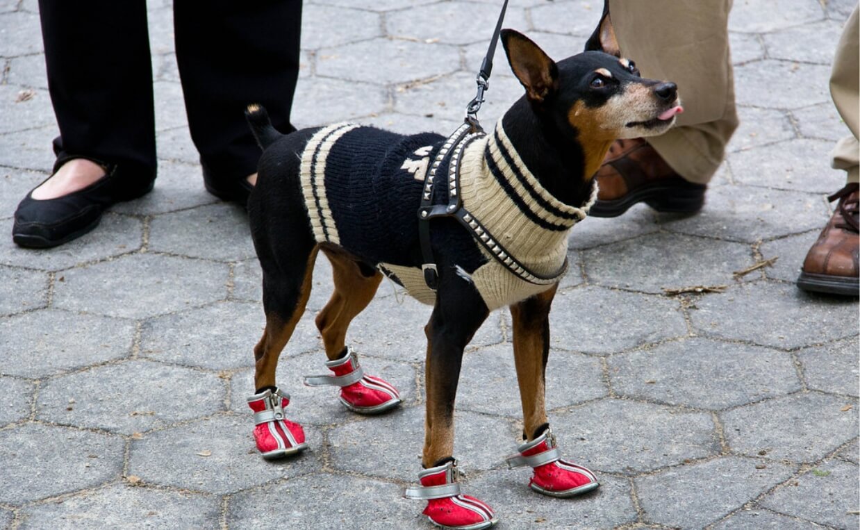 DOG SHOES on chihuahua