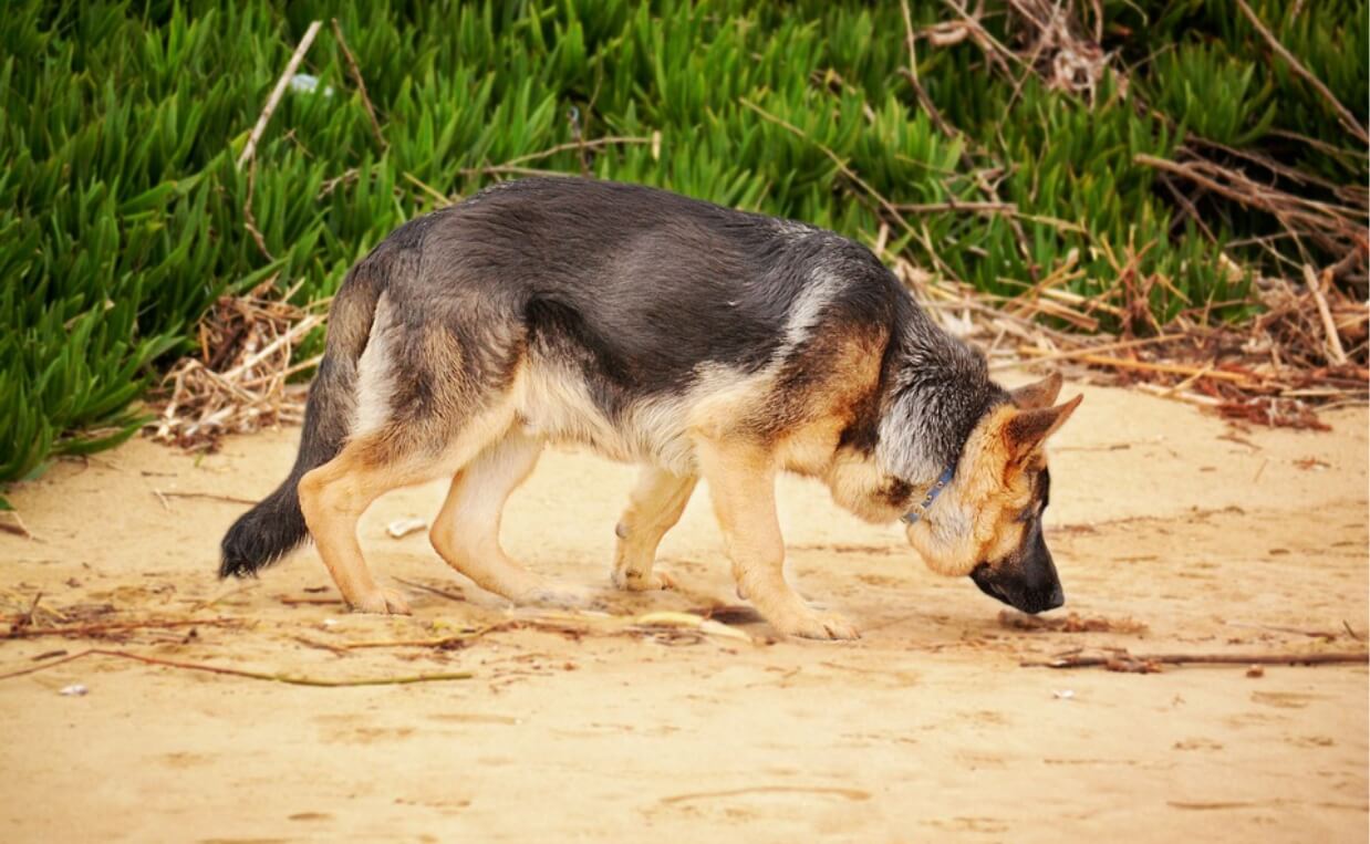 GERMAN SHEPHERD TRACKING ON BEACH