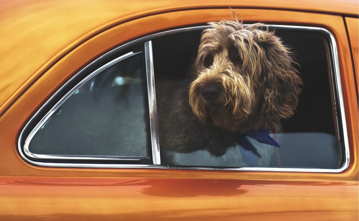 POODLE RIDING IN ORANGE CAR