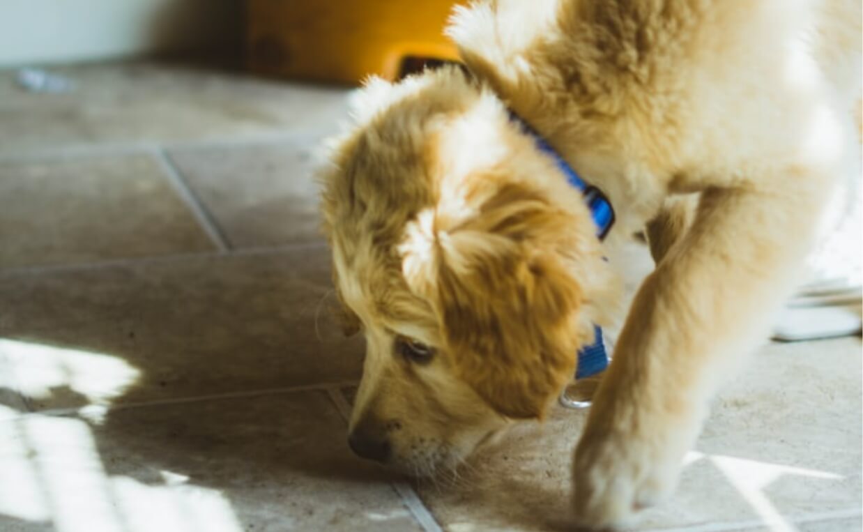 POODLE SNIFFING FLOOR INDOORS