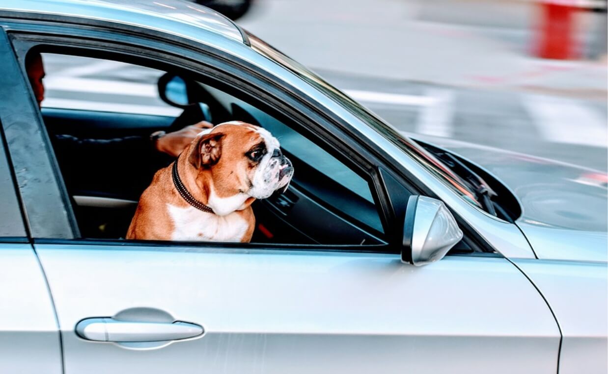 PUG RIDING IN BLUE CAR