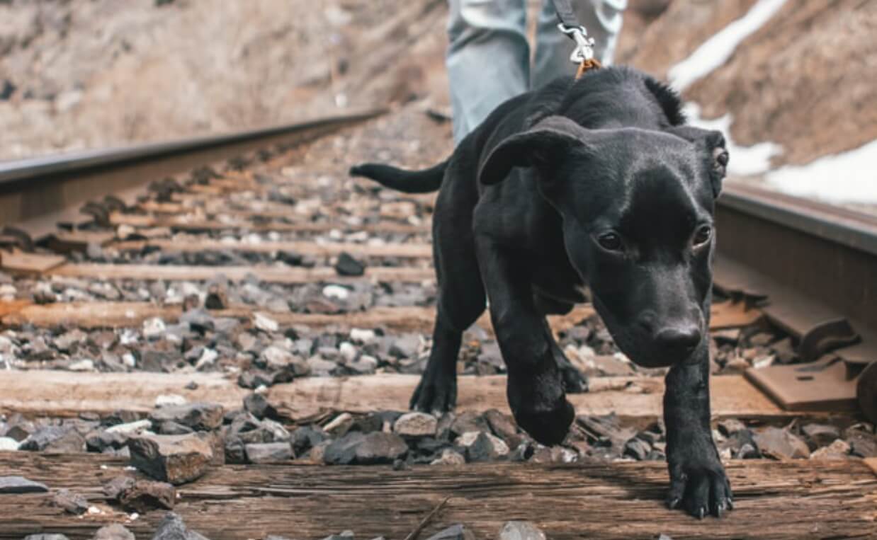 PUPPY TRACKING ON RAILROAD TRACK