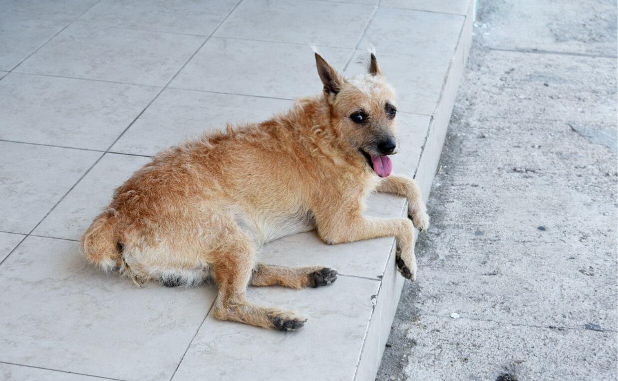 SCRUFFY DOG TOO HOT ON CONCRETE