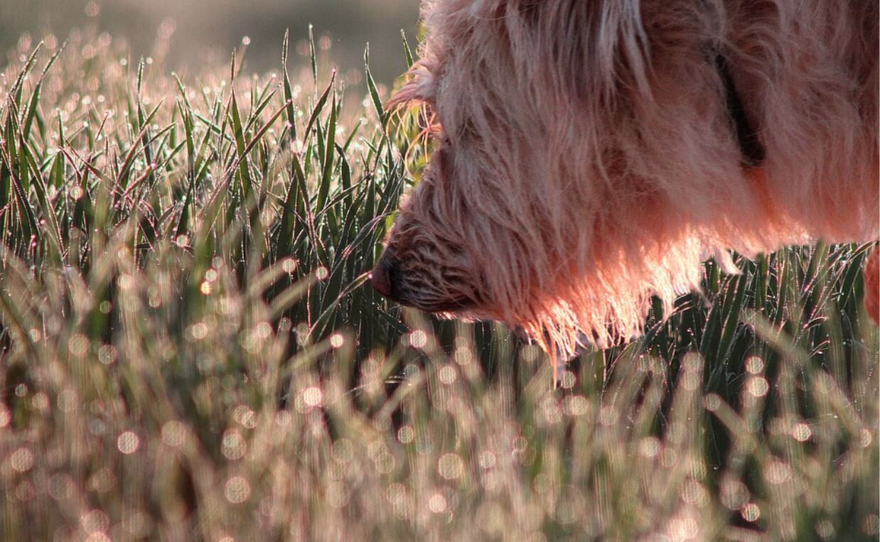 SHAGGY HAIRED DOG SNIFFING