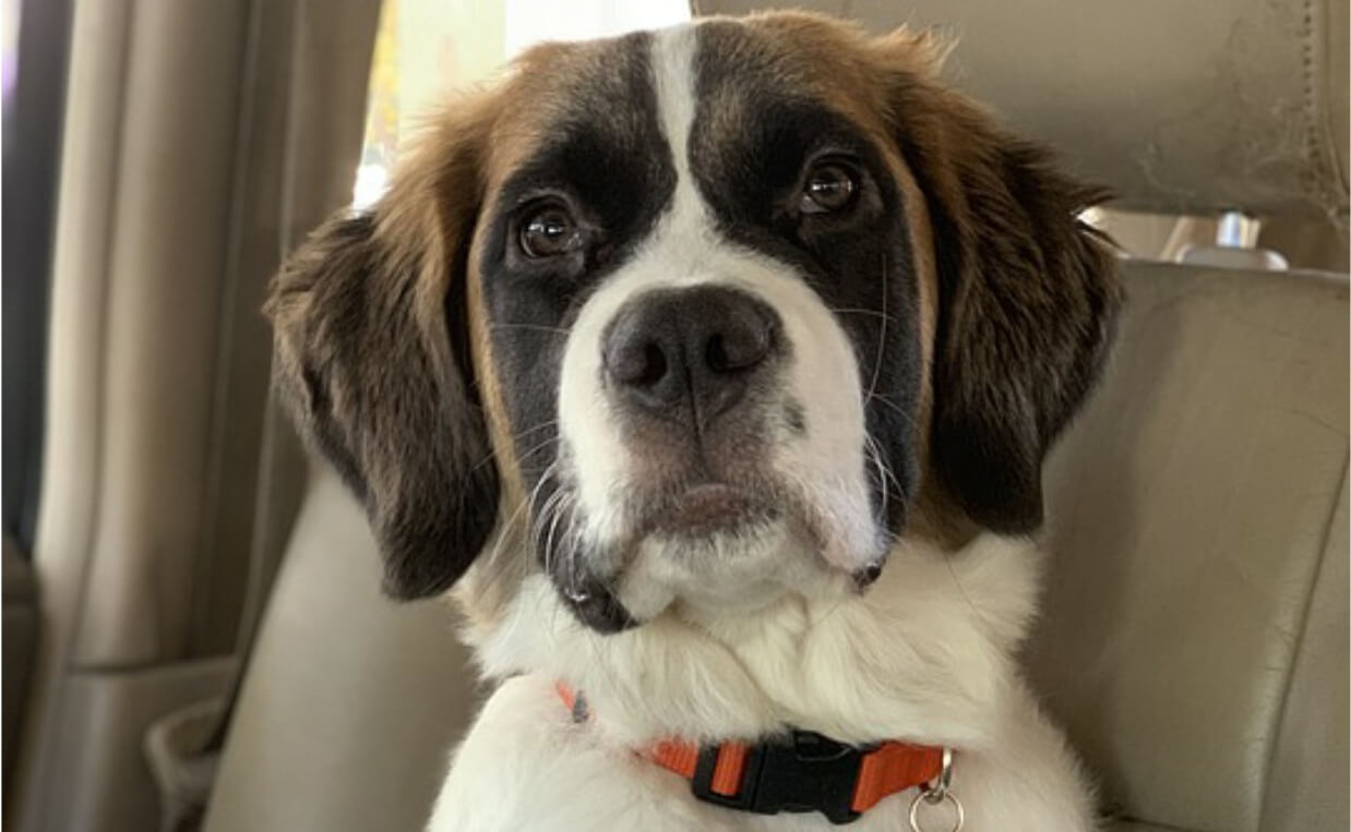 ST. BERNARD PUPPY RIDING IN CAR MOTION SICKNESS