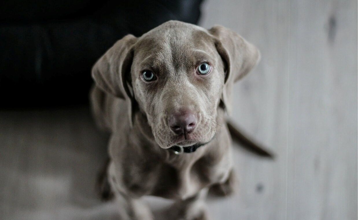 WEIMARANER PUPPY