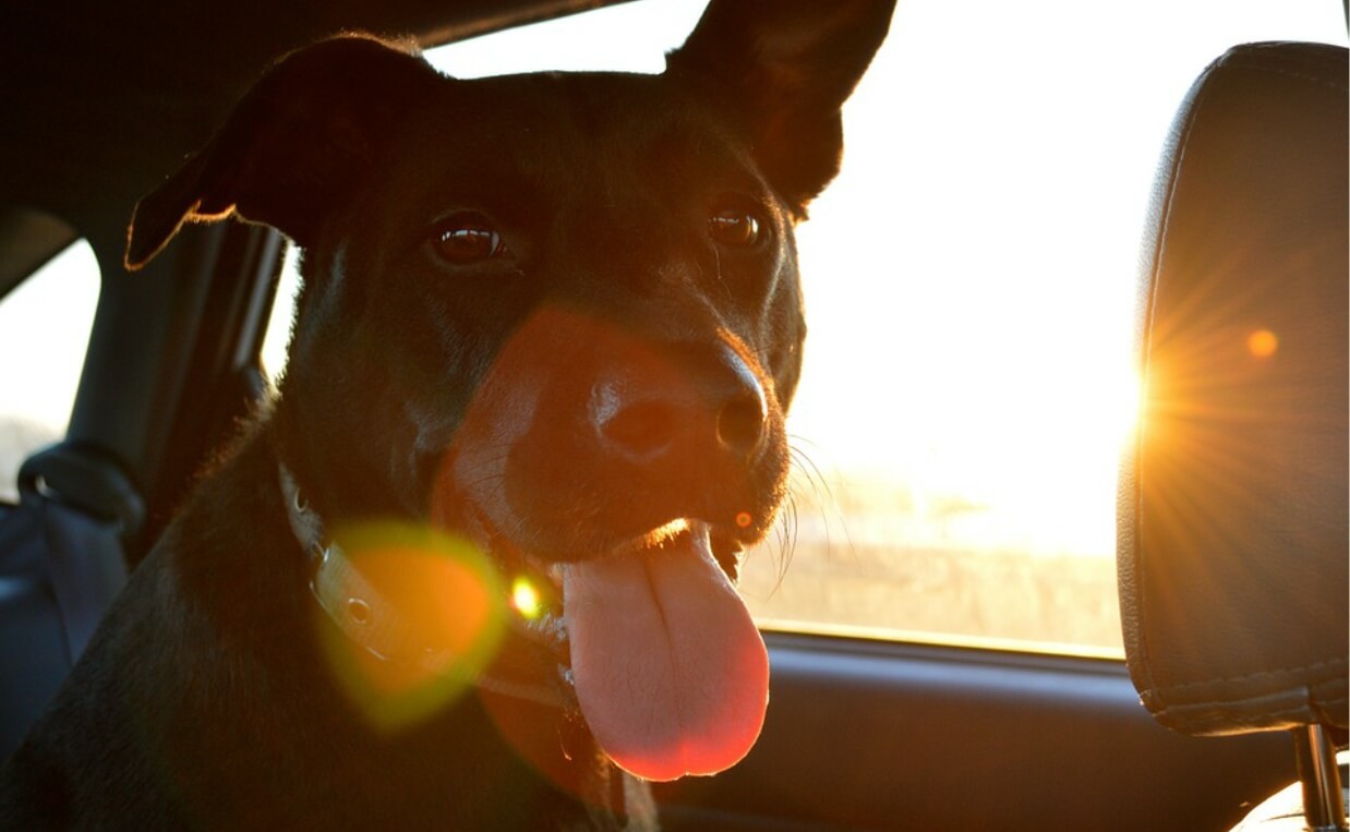 black dog in car