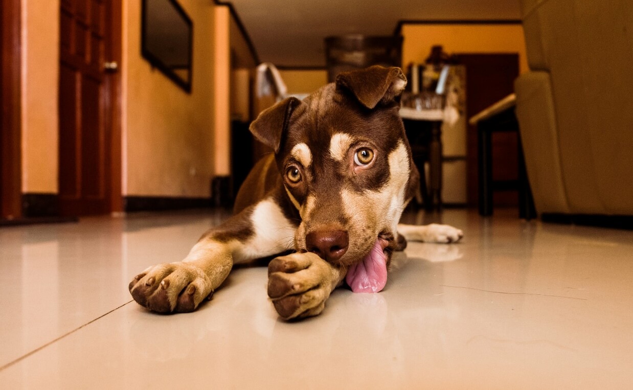 brown and white puppy lick paws