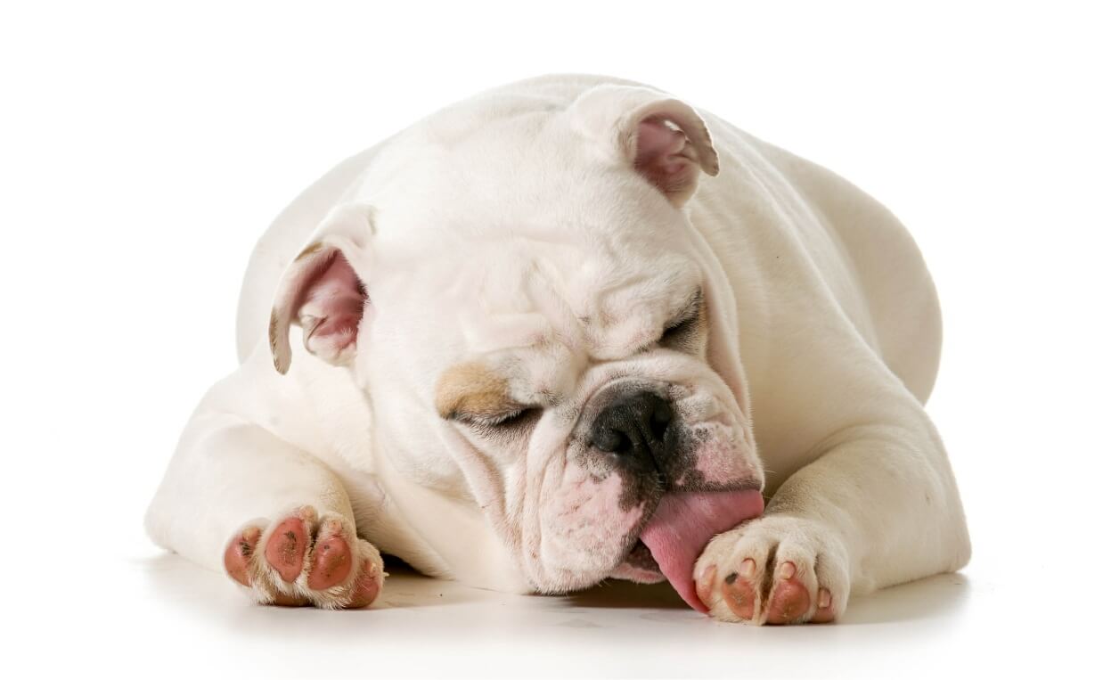 bulldog lick paws