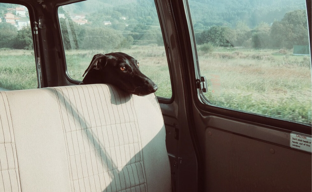 doberman pinscher riding in car