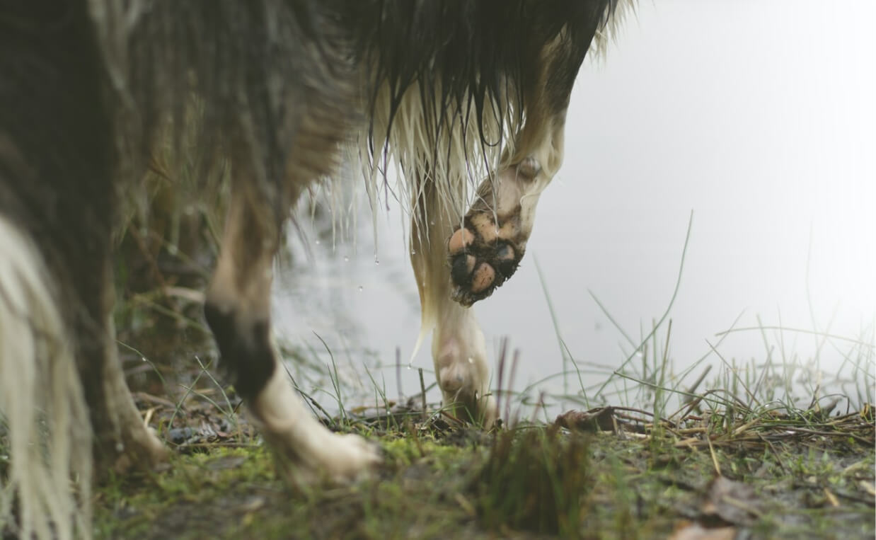 dog paw near water
