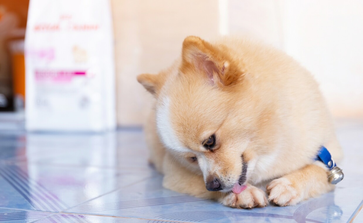 fluffy dog lick paws