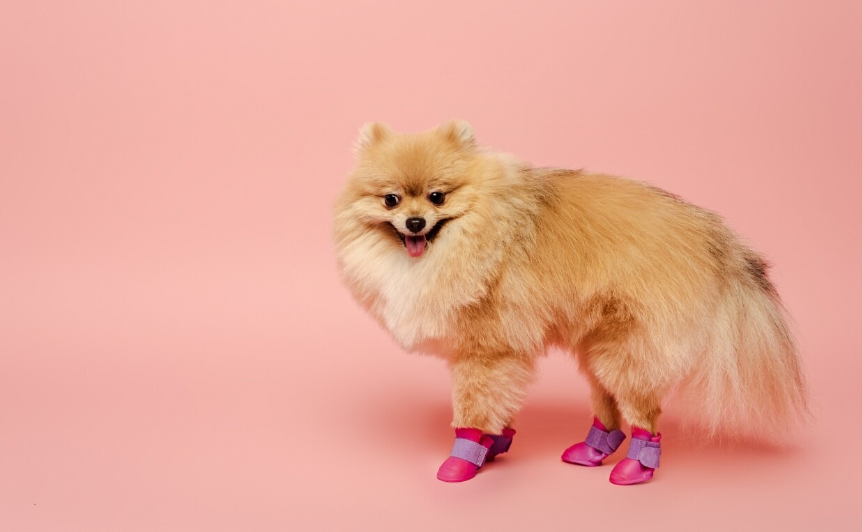 fluffy dog wearing shoes
