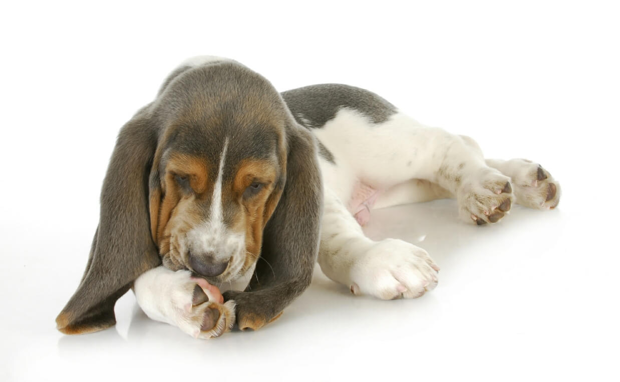 Why Dogs Excessively Lick Their Paws and How to Help