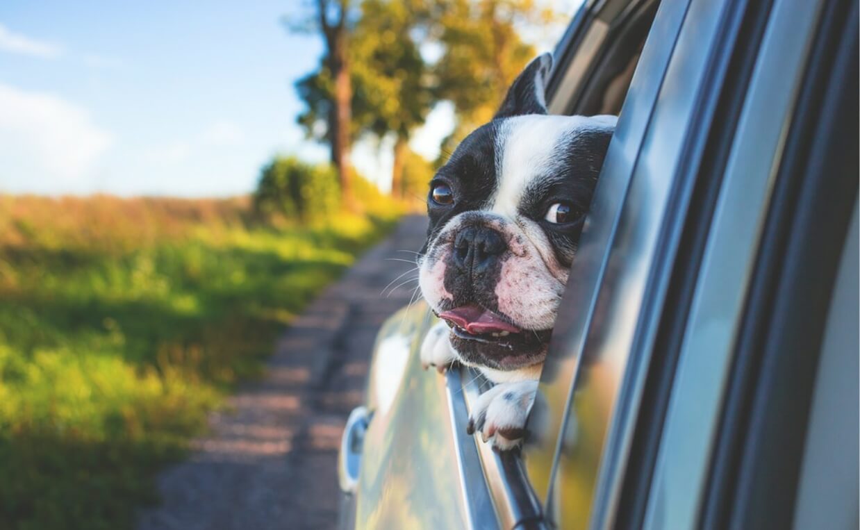 pug dog riding in car with head out of window