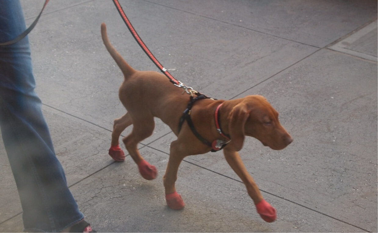 young fawn-colored dog walking with shoes on
