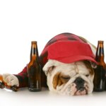 Can Dogs Drink Beer, Wine or Liquor