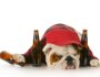 Can Dogs Drink Beer, Wine or Liquor