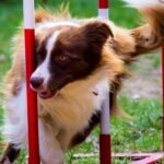 15 Dog Sports to Help Build a Strong Bond With Your Dog