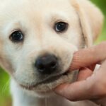 How to Train Your Puppy to Stop Biting