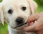 How to Train Your Puppy to Stop Biting