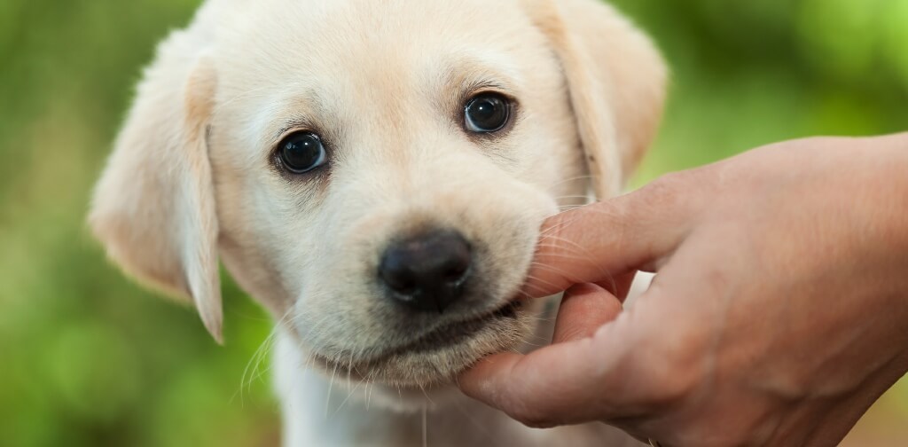 How to Train Your Puppy to Stop Biting Canine Campus Dog