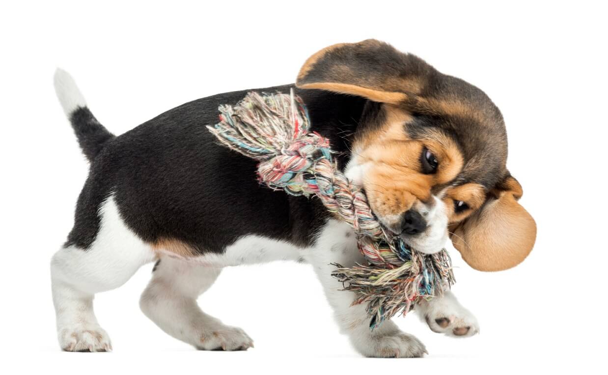 BEAGLE PUPPY PLAYING WITH ROPE TOY