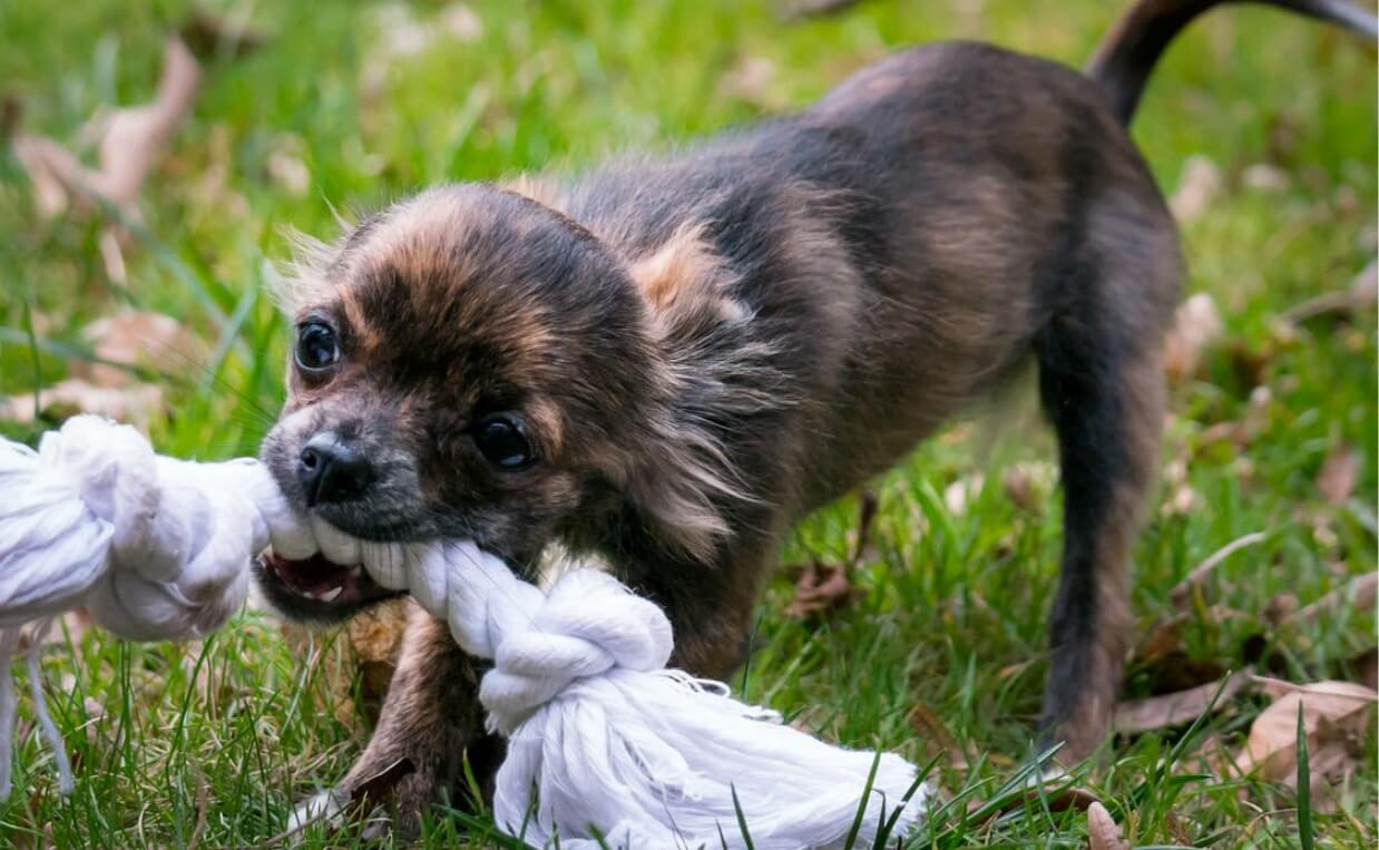 CHIHUAHUA PUPPY PLAYING WITH ROPE TOY