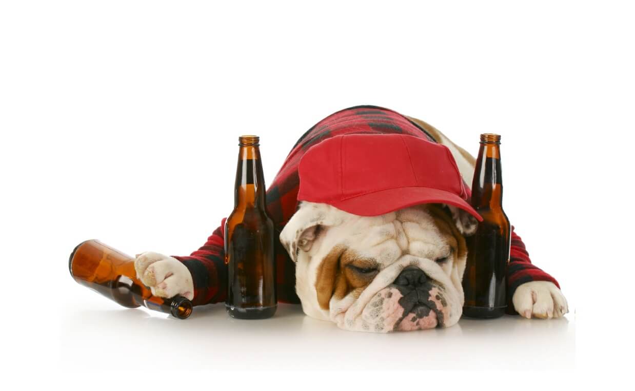 what if a dog gets drunk