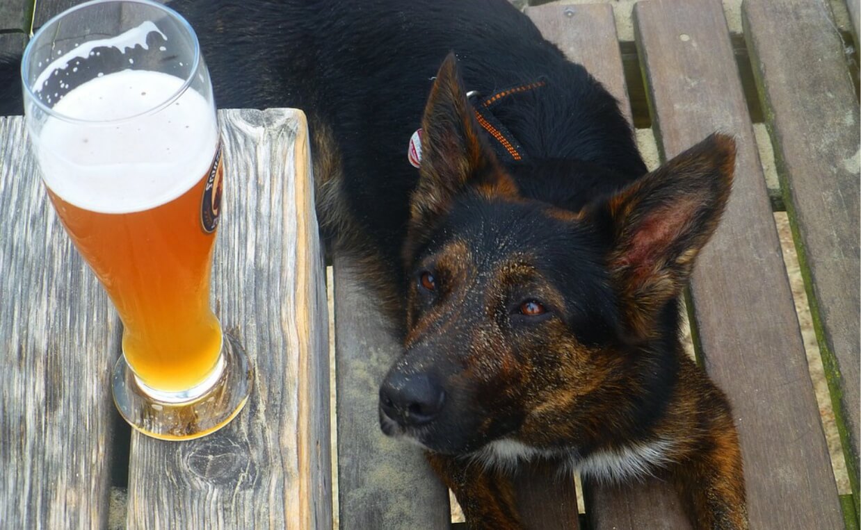 Dog looking up at beer on picnic table