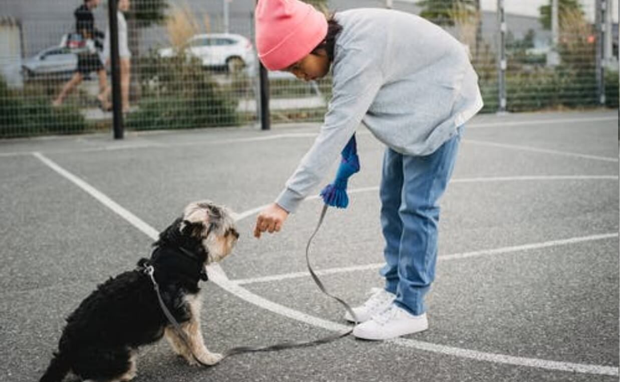 DOG obedience