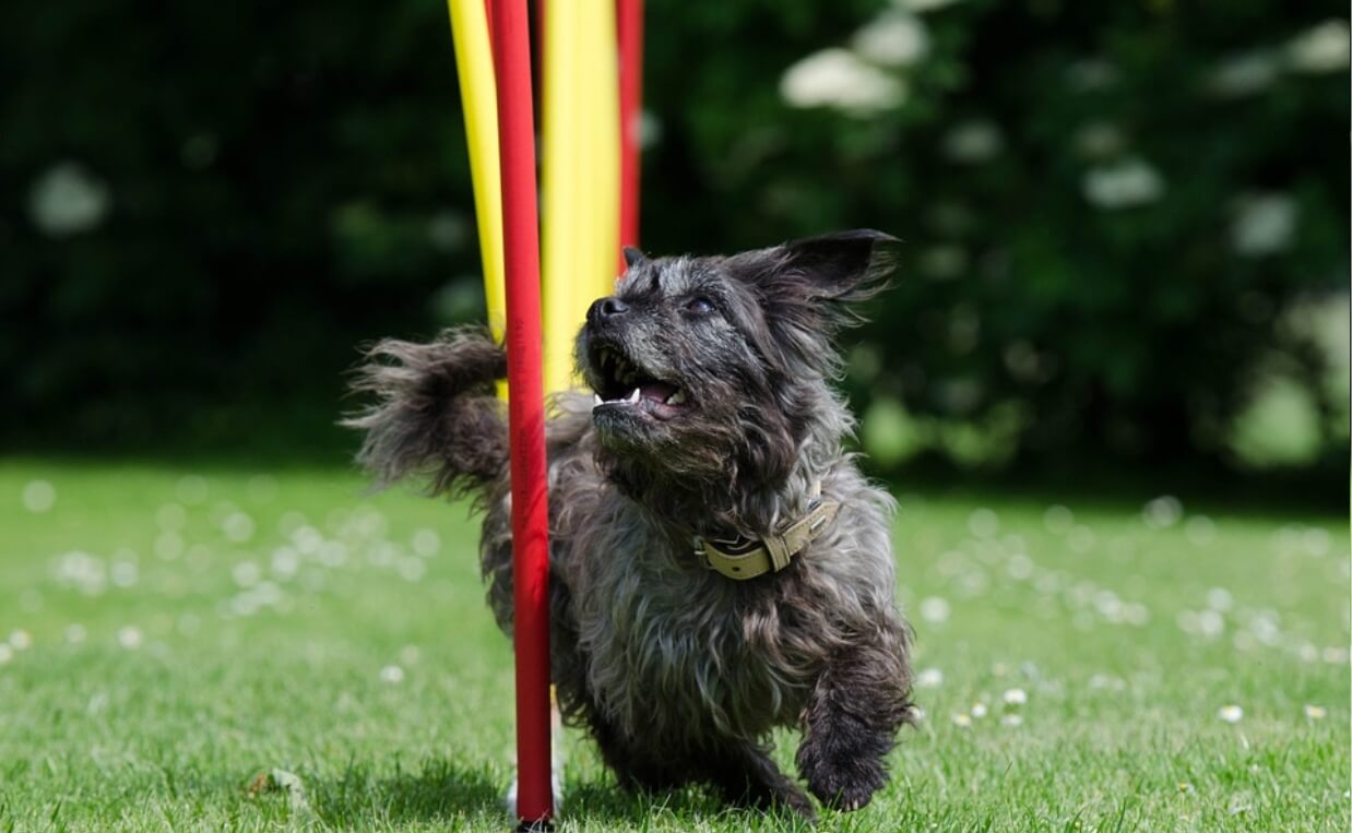 DOG slalom