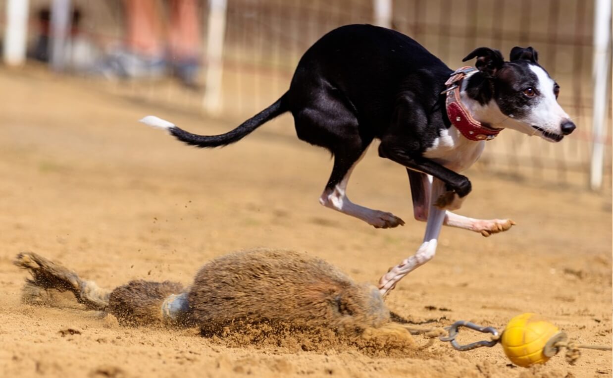DOG sport lure