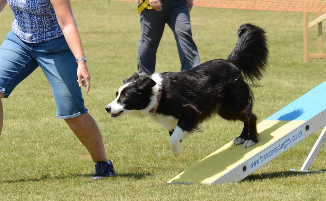 DOG sport seesaw collie